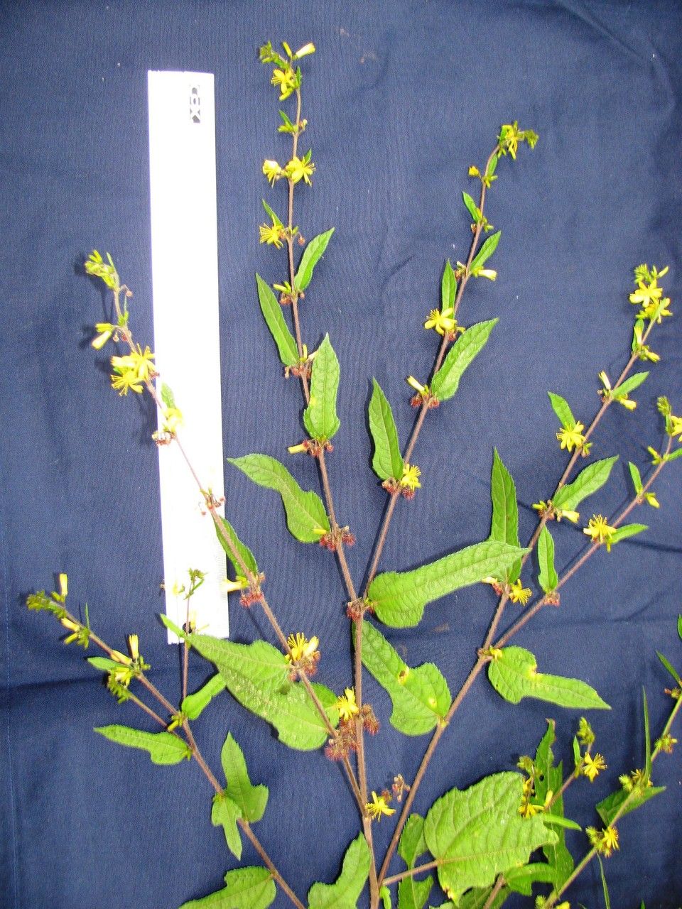 Triumfetta bogotensis other