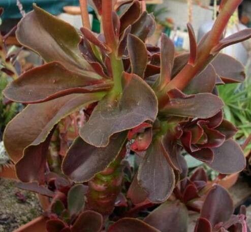 Echeveria fimbriata habit