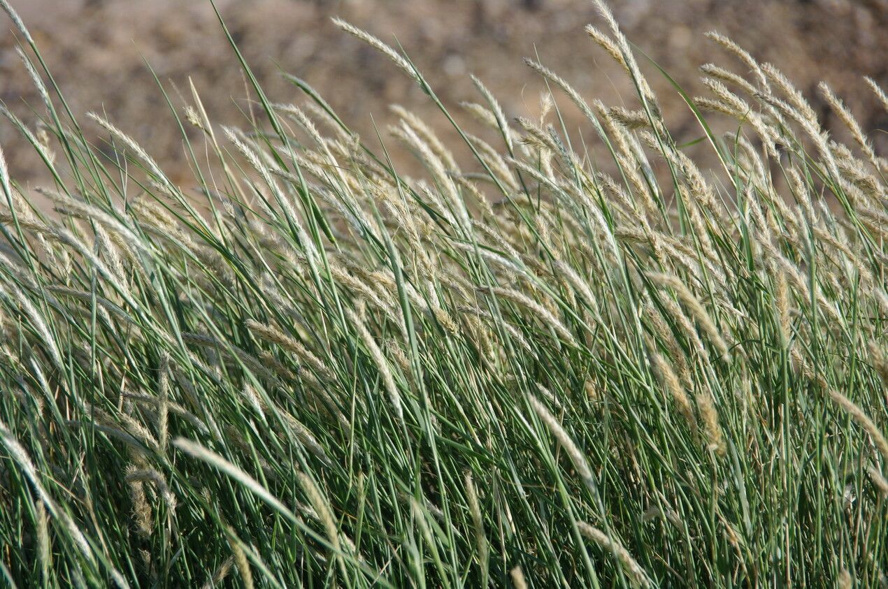 Lasiurus scindicus leaf