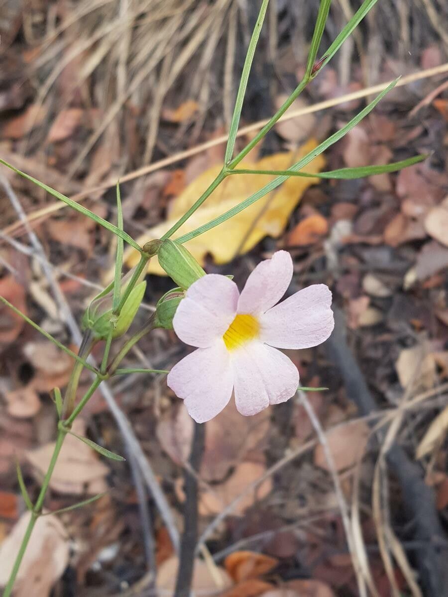 Thunbergia graminifolia flower