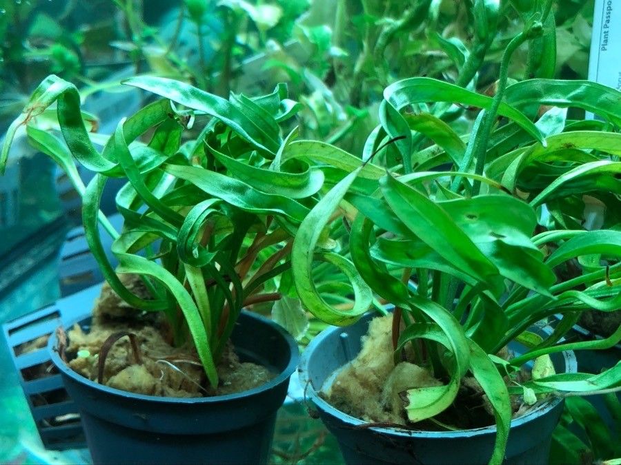 Echinodorus major — houseplant care guide