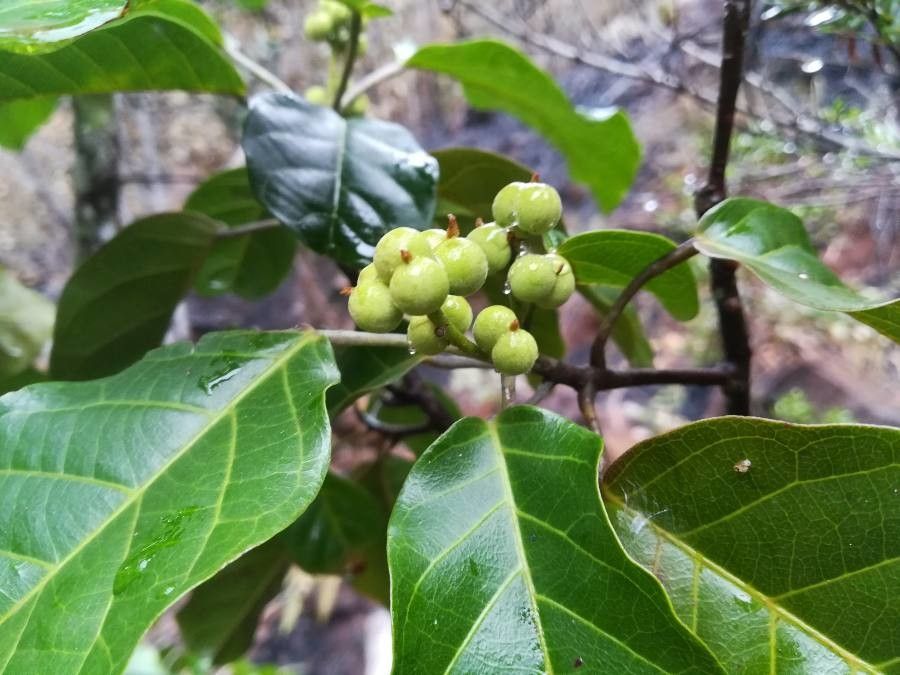 Macaranga coriacea fruit