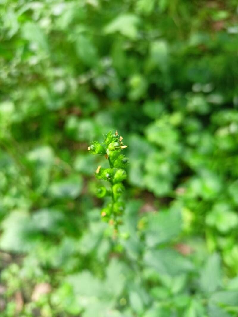 Agrimonia gryposepala fruit