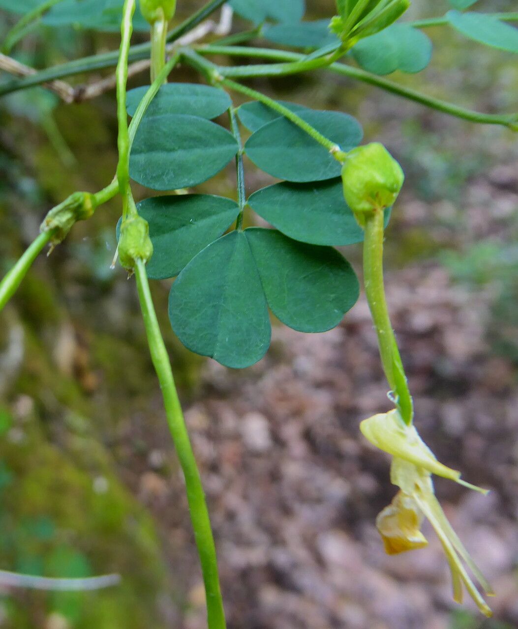 Hippocrepis emerus fruit