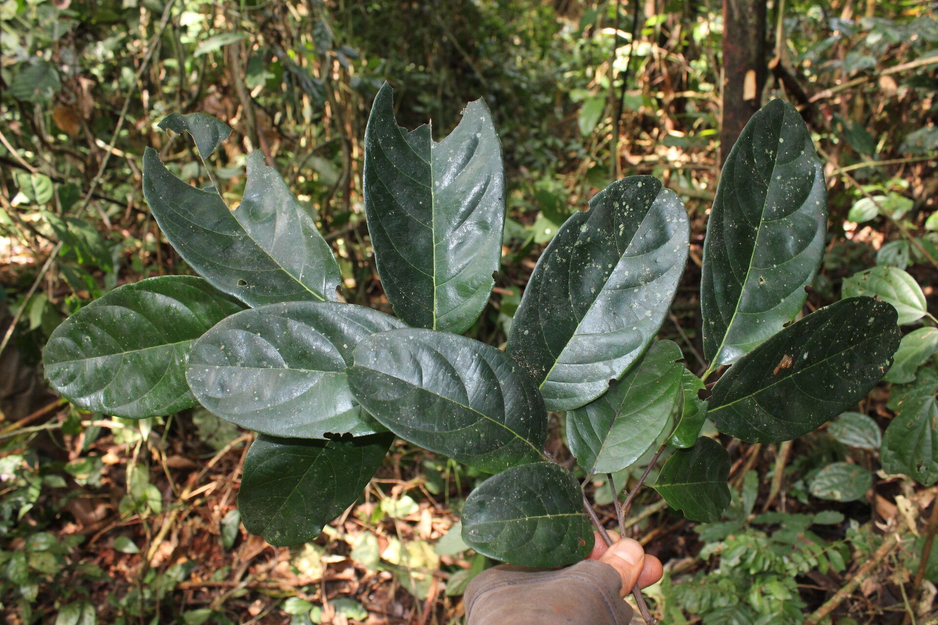 Diospyros viridicans — houseplant care guide