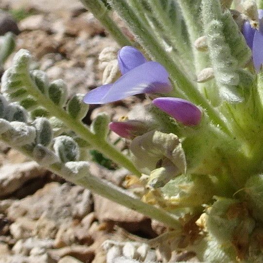 Astragalus cryptobotrys flower