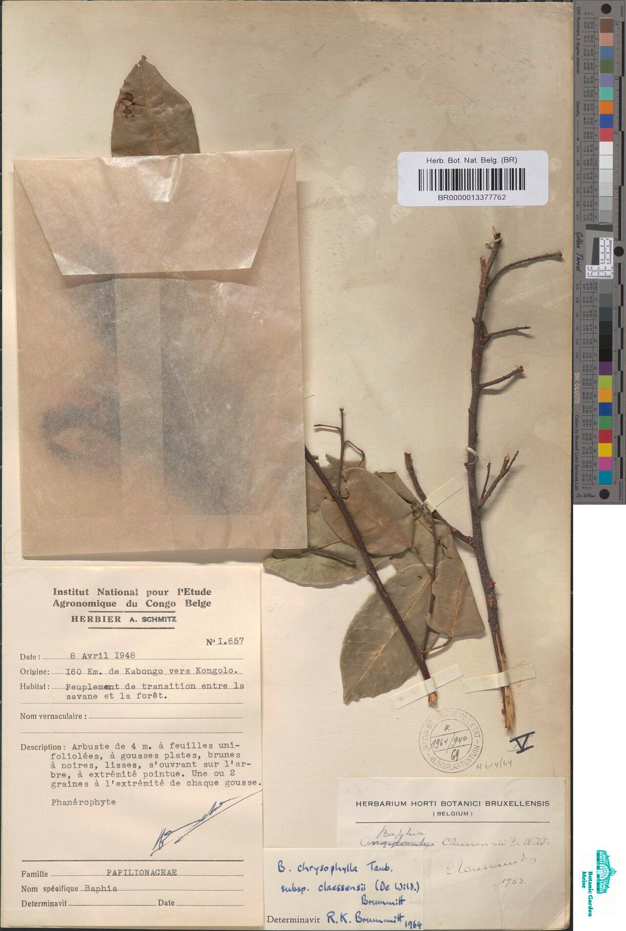 Baphia claessensii — houseplant care guide