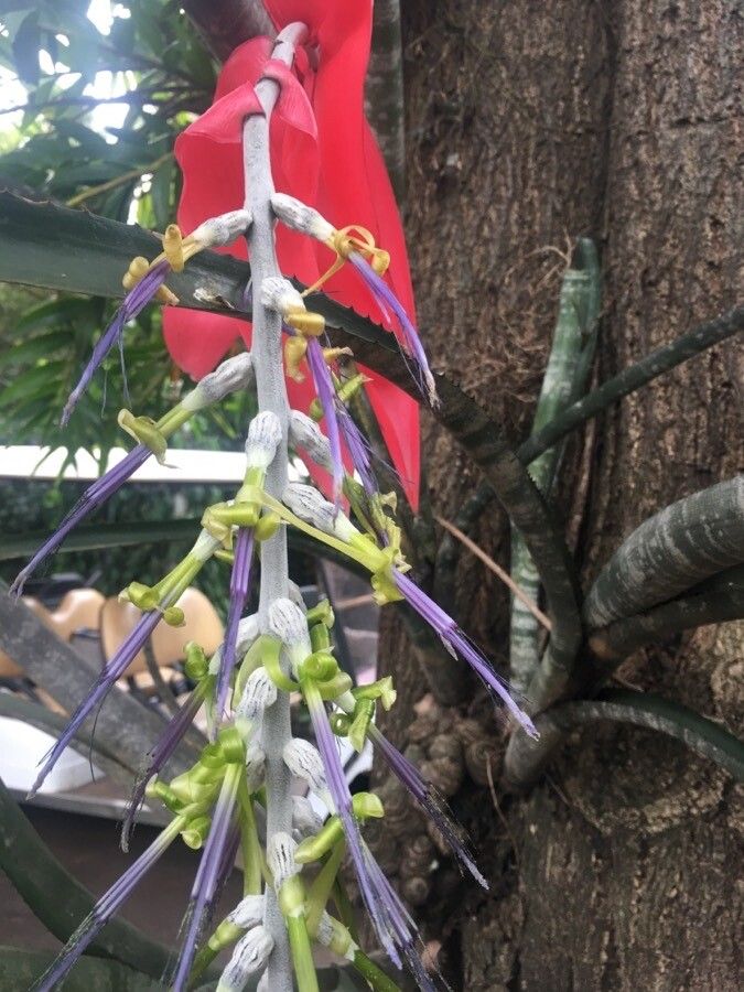 Billbergia zebrina flower
