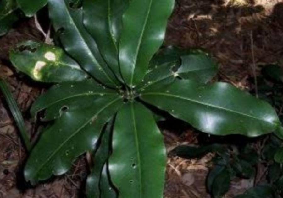 Acronychia wilcoxiana — houseplant care guide