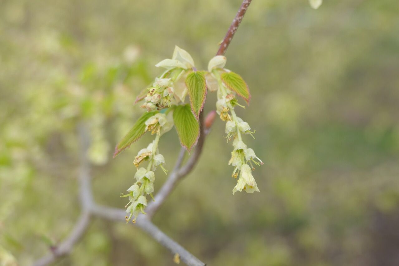 Corylopsis glabrescens flower