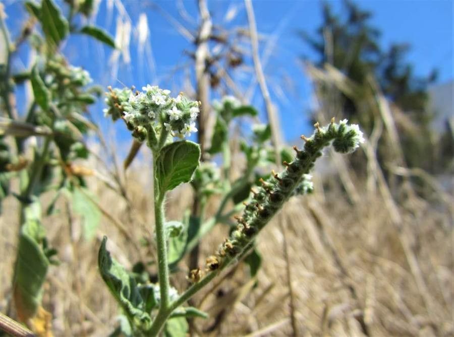 Heliotropium dolosum — search result for 'Heliotropium'