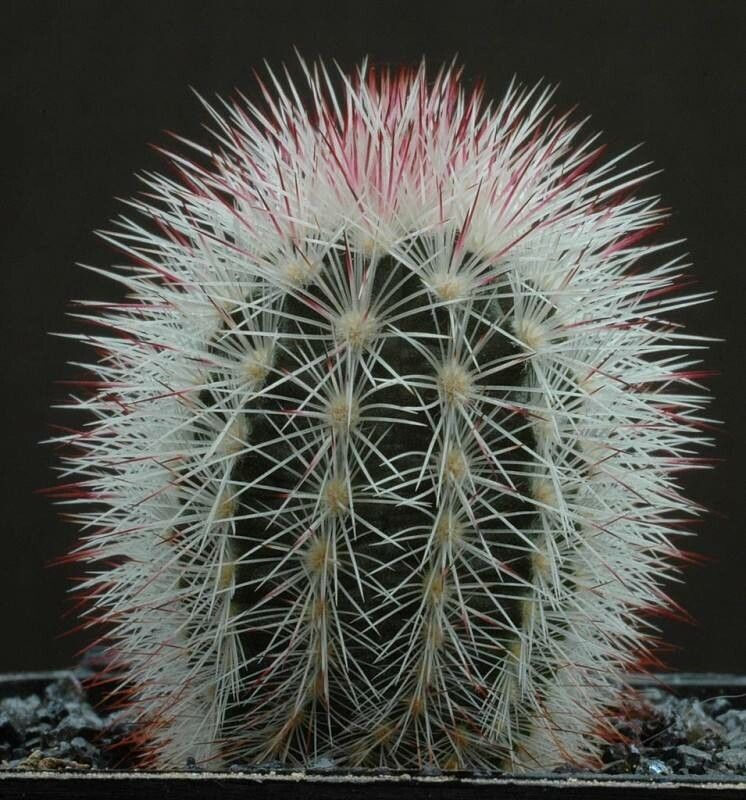 Echinocereus russanthus leaf