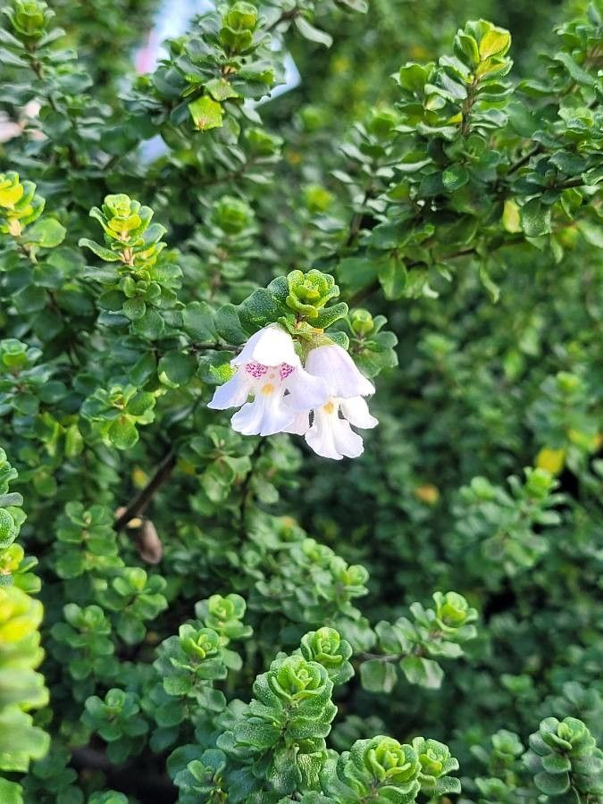 Prostanthera cuneata leaf