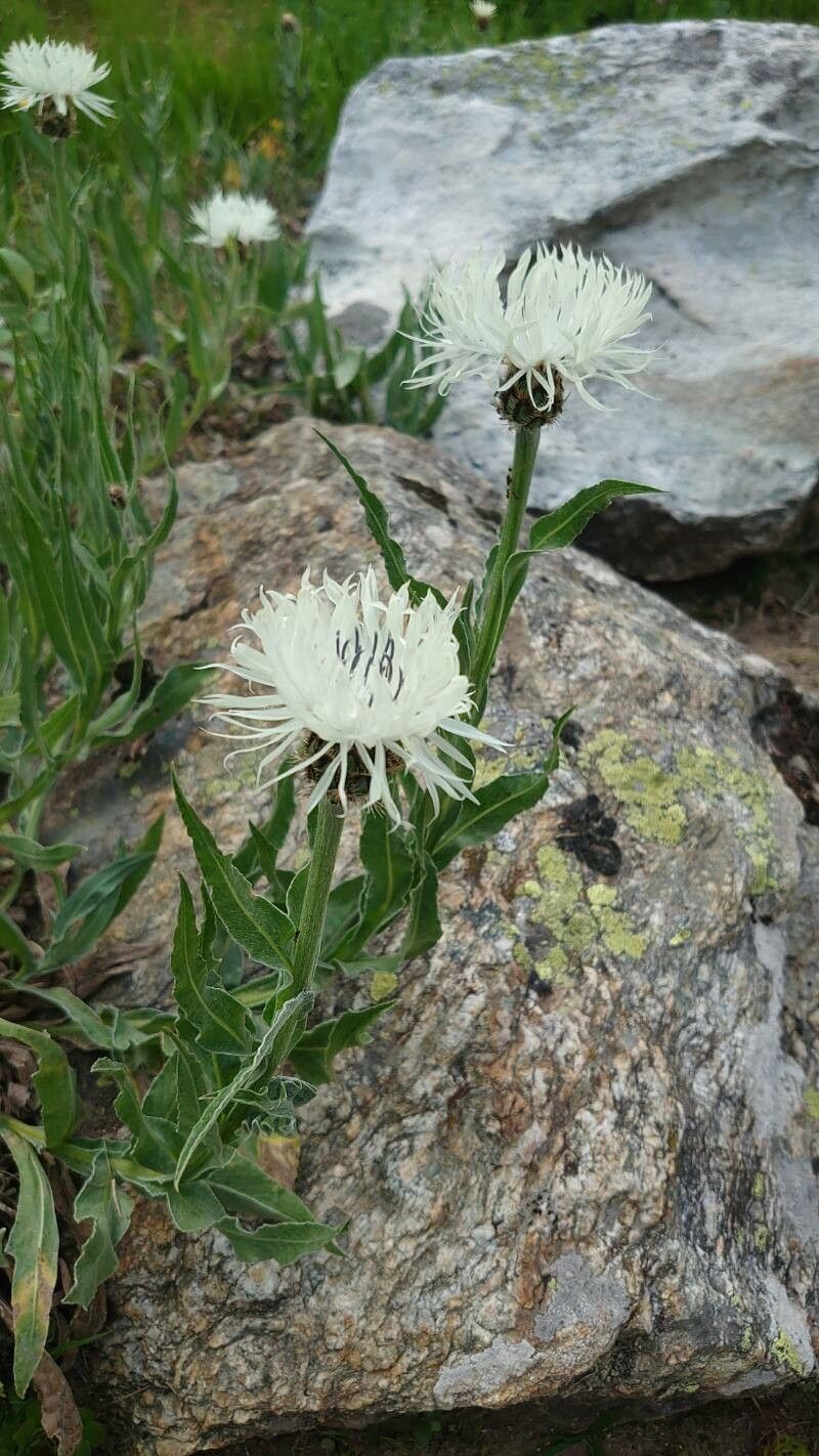 Centaurea fischeri habit