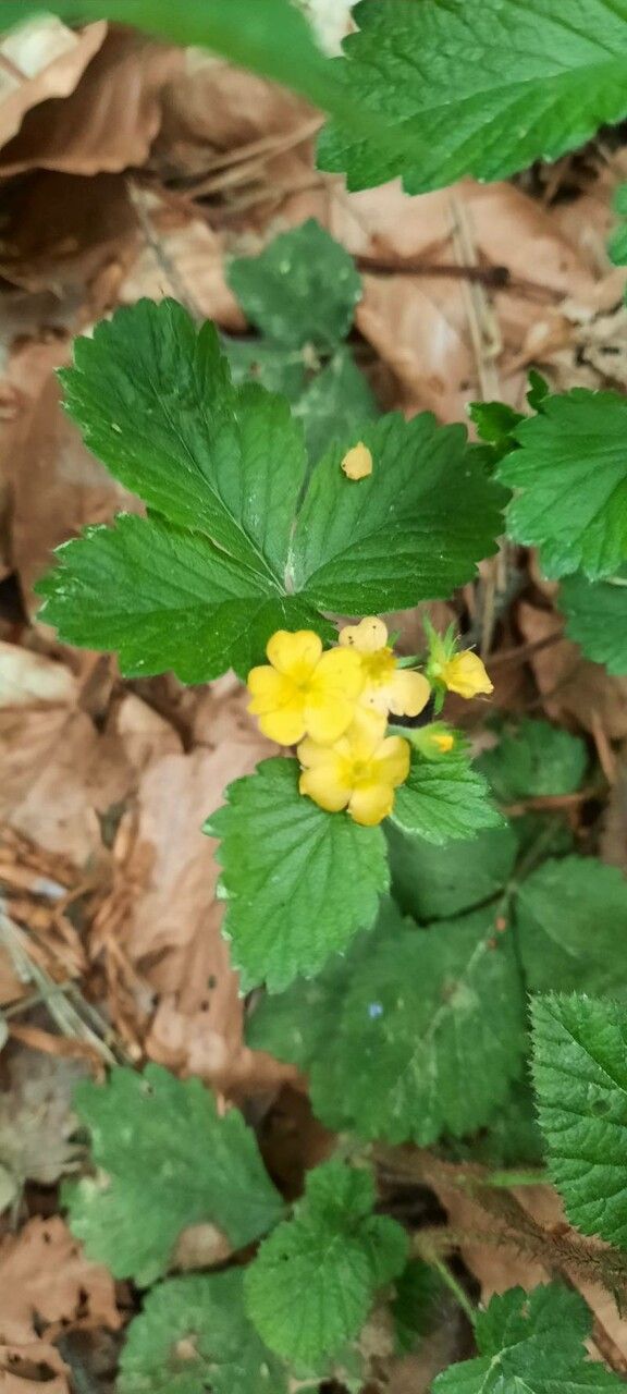 Aremonia agrimonoides — houseplant care guide