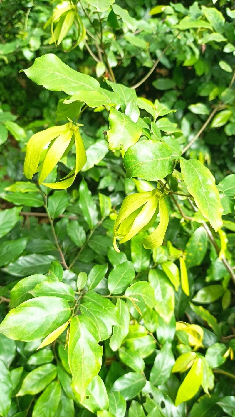 Desmos chinensis flower