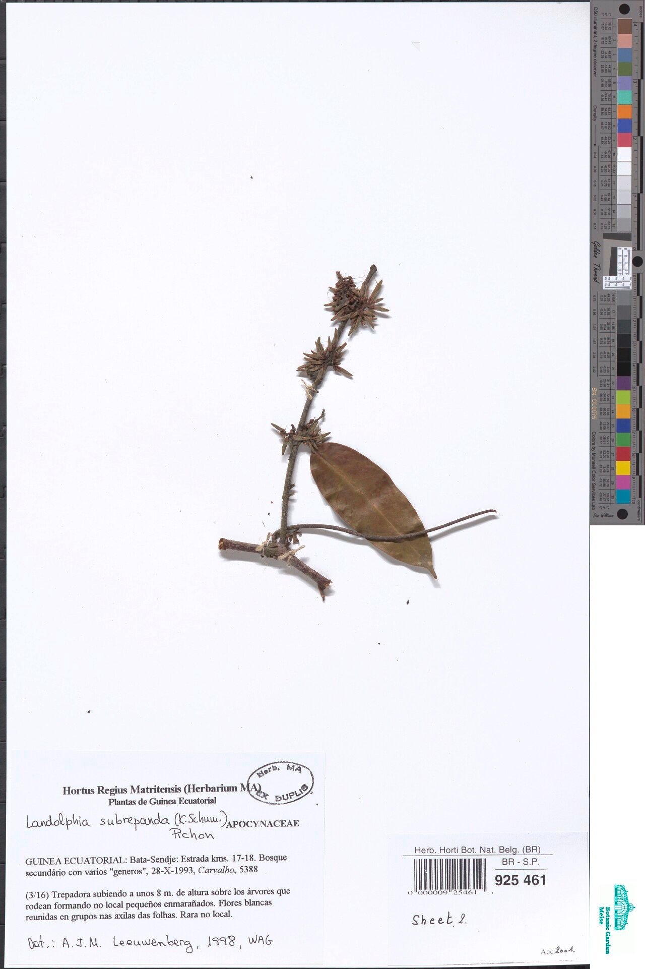 Landolphia axillaris — related species from the same genus