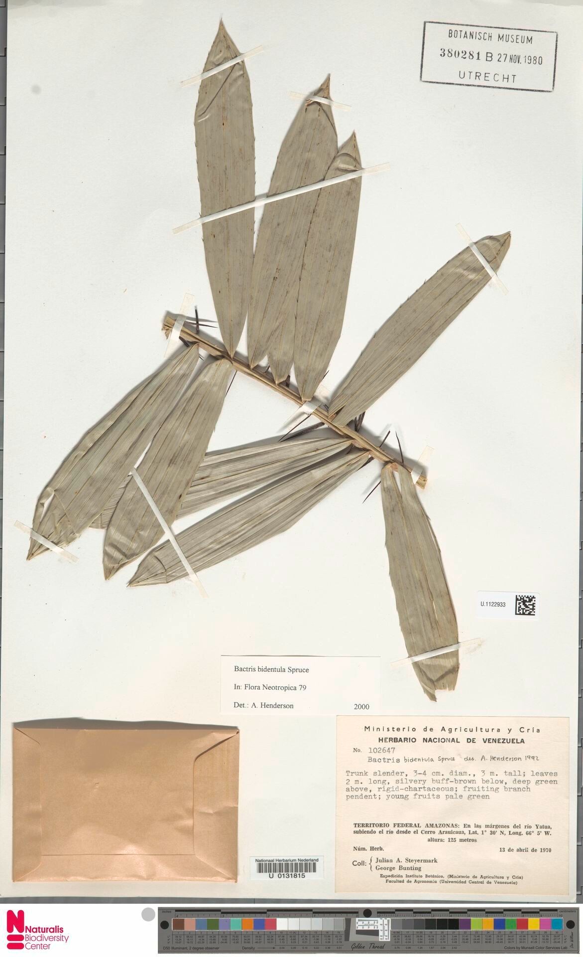 Bactris bidentula leaf