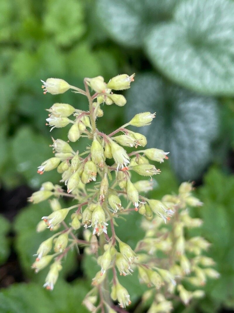 Heuchera villosa flower