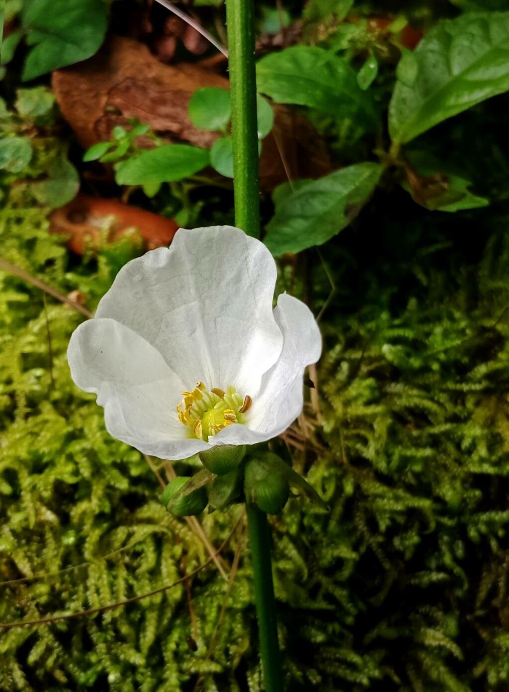 Aquarius grandiflorus flower