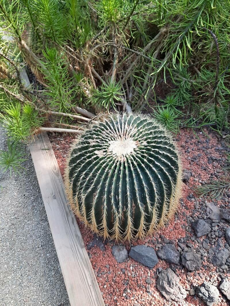 Echinocactus platyacanthus fruit