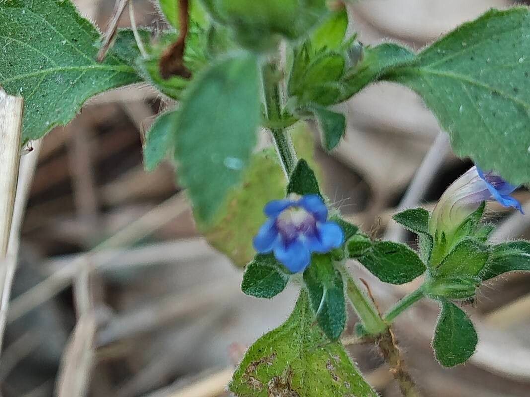 Strobilanthes pavala flower