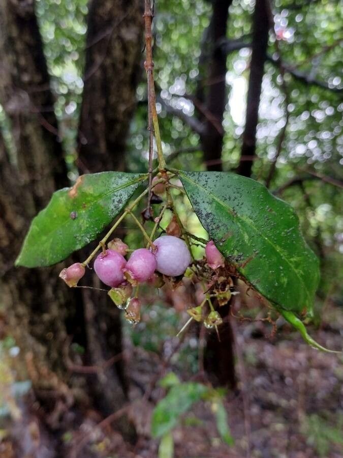 Syzygium oleosum fruit