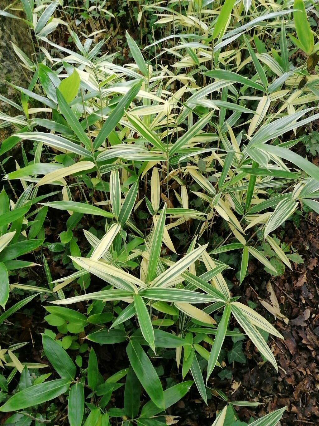 x Sasinaria masamuneana leaf