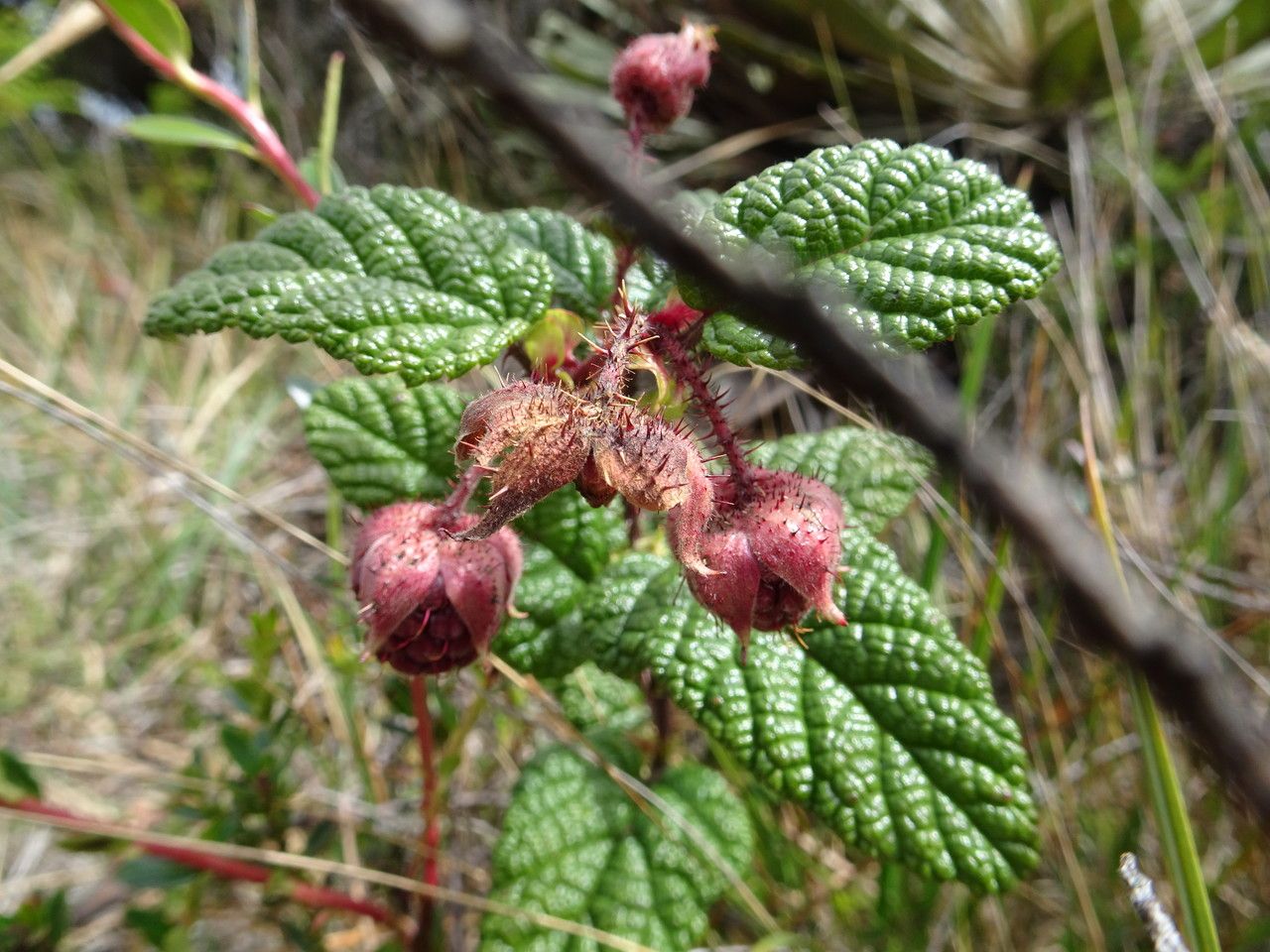 Rubus acanthophyllos habit