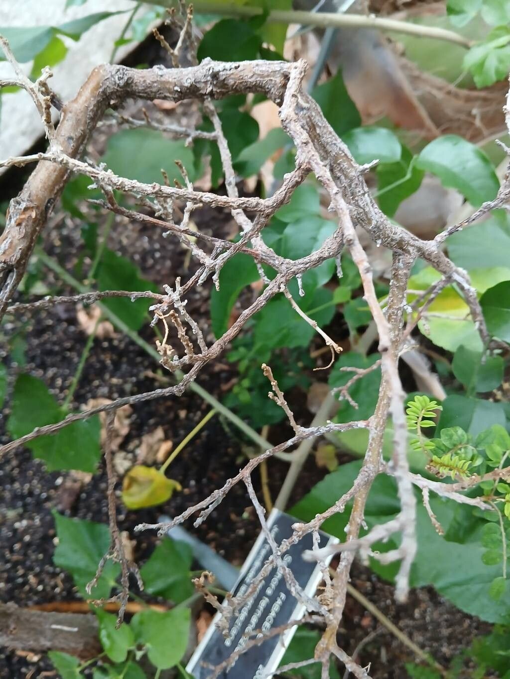 Sophora fernandeziana bark