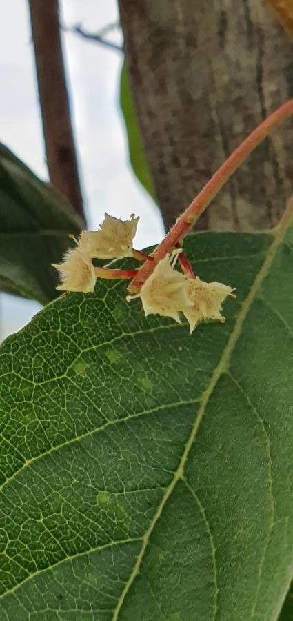 Terminalia prunioides flower