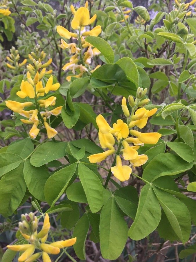 Petteria ramentacea flower