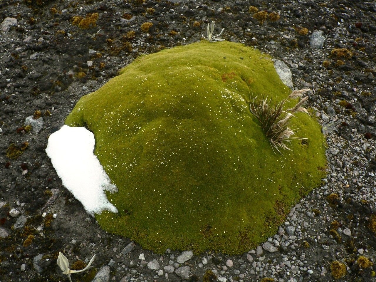 Arenaria dicranoides leaf