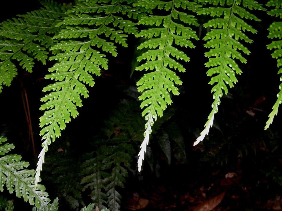 Saccoloma inaequale leaf