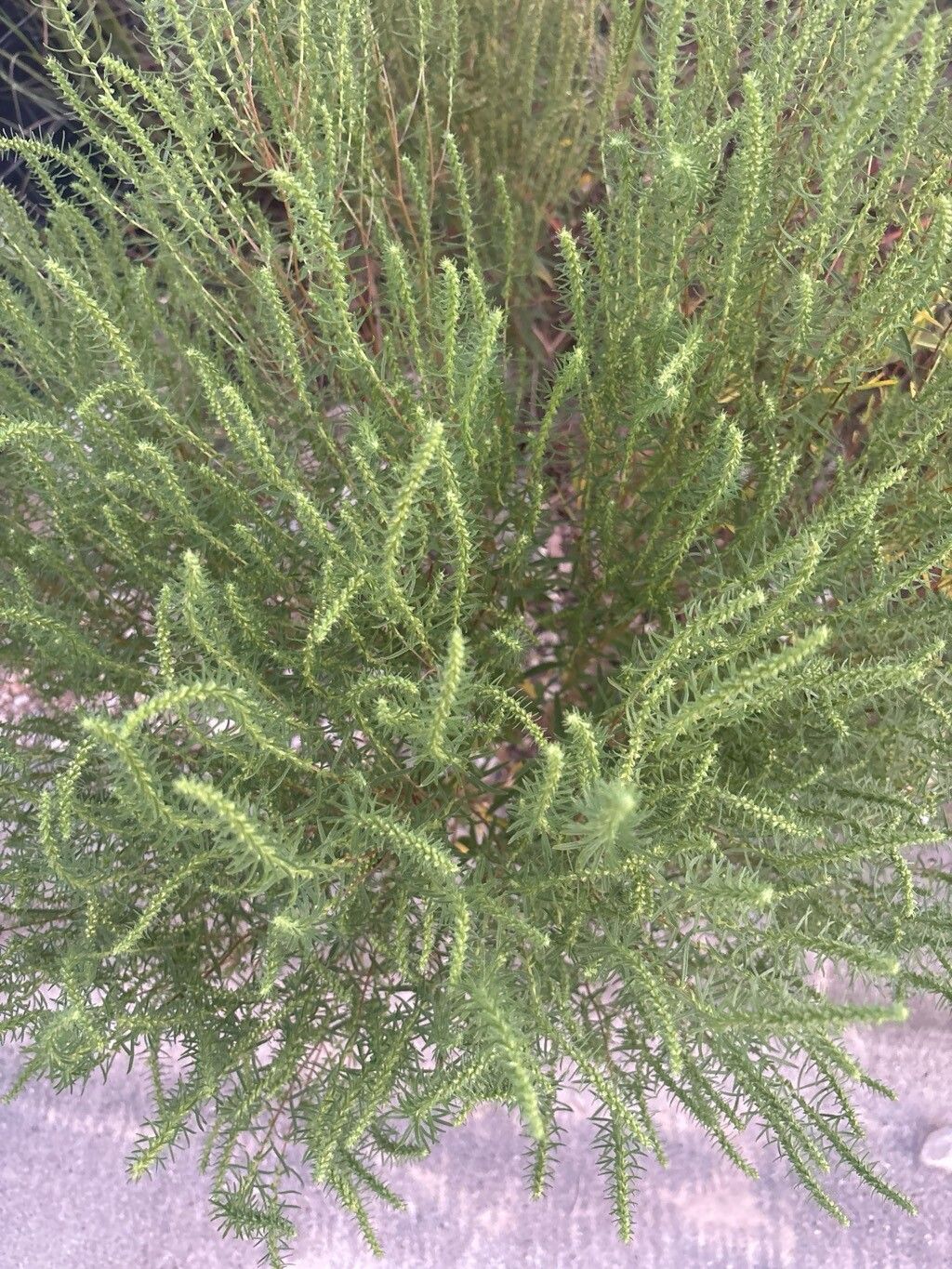 Iva asperifolia — related species from the same genus