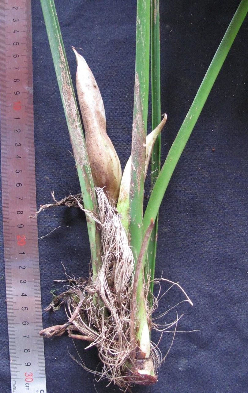 Philodendron jodavisianum bark