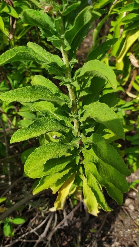 Salvia somalensis leaf