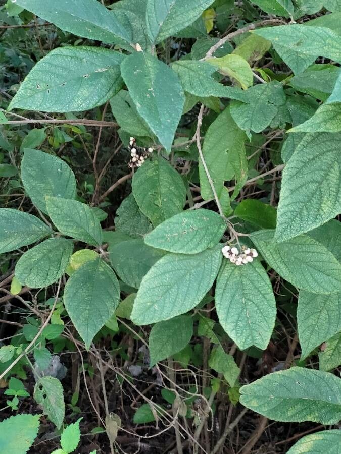 Callicarpa acuminata leaf