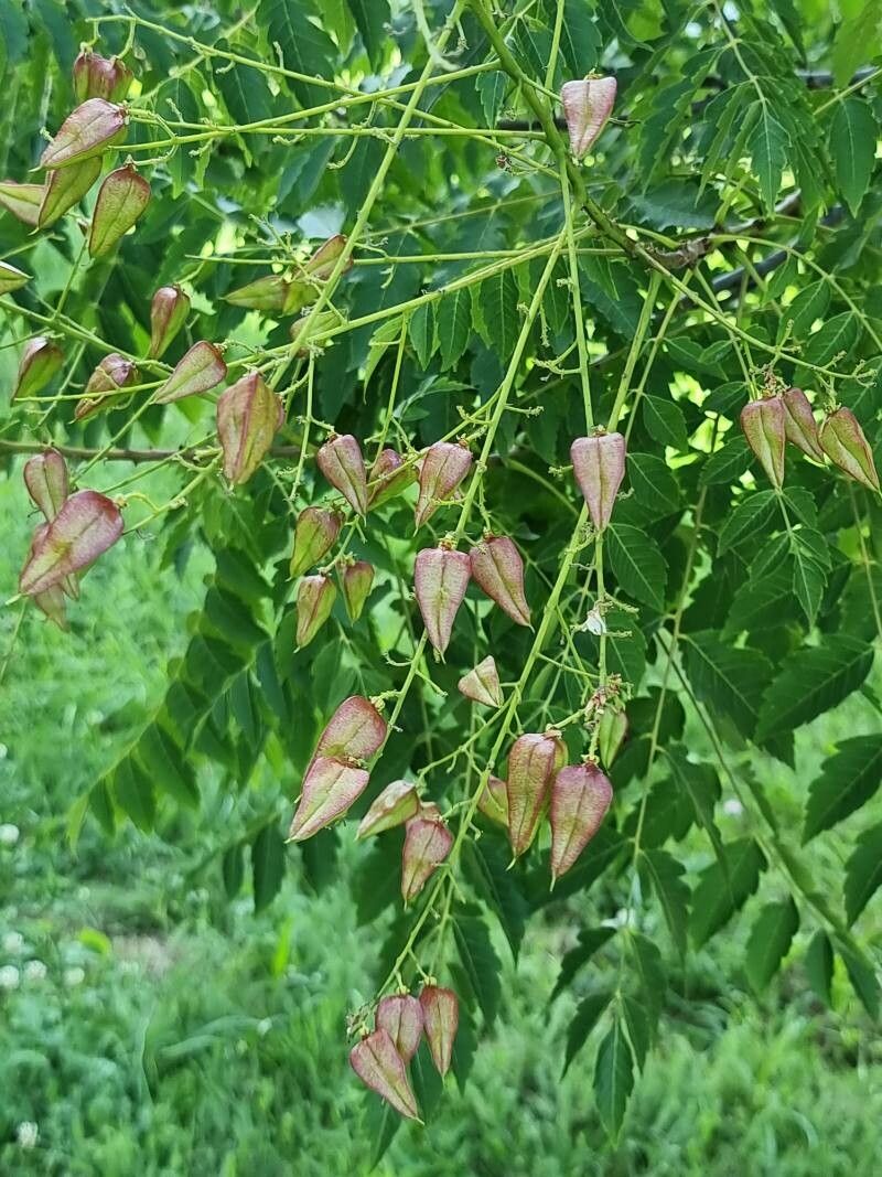 Koelreuteria elegans flower