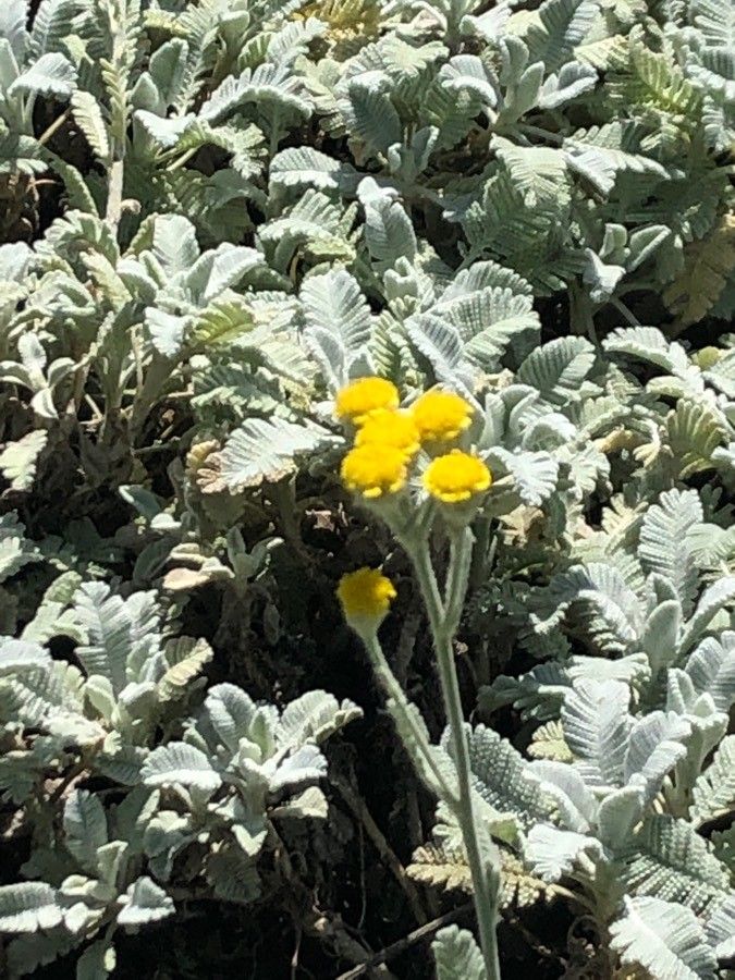 Tanacetum densum flower