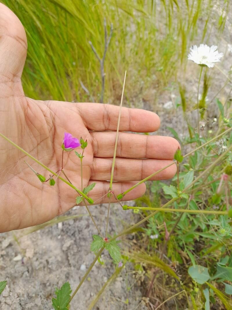 Erodium glaucophyllum fruit