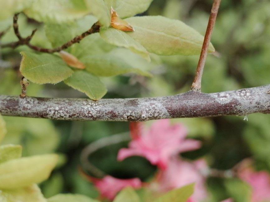 Rhododendron canescens bark