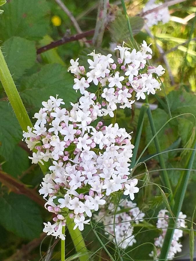 Valeriana tuberosa flower