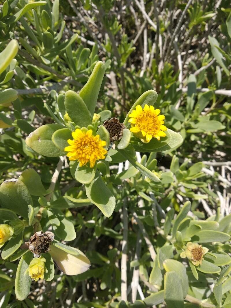 Borrichia arborescens flower