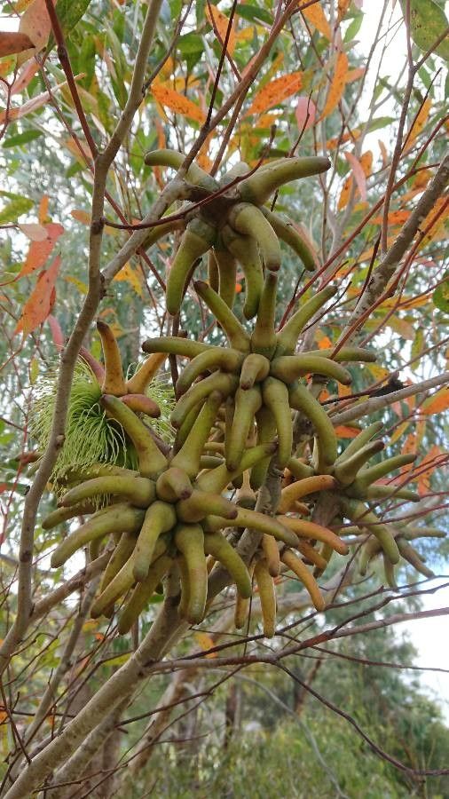 Eucalyptus lehmannii fruit