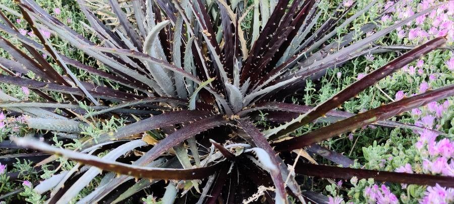 Dyckia fosteriana flower