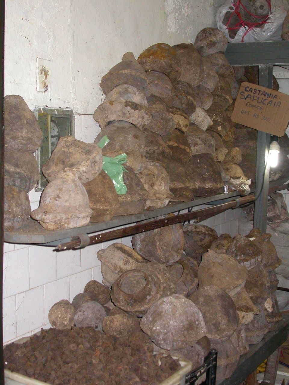 Lecythis pisonis fruit