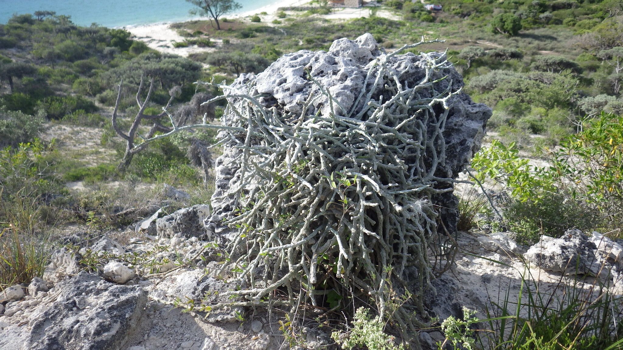 Cynanchum hardyi habit