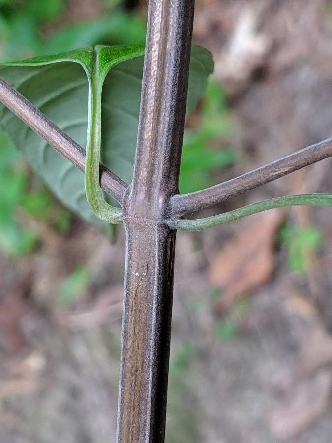 Pycnanthemum incanum bark