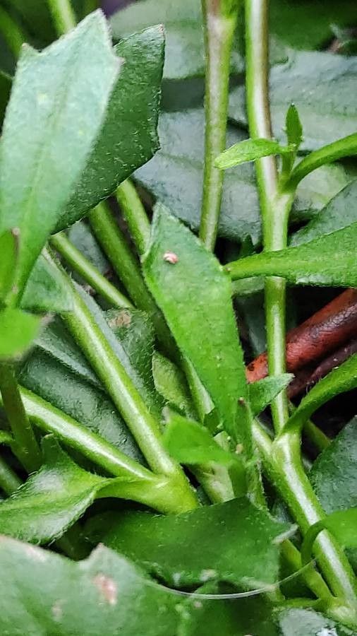 Scaevola aemula bark